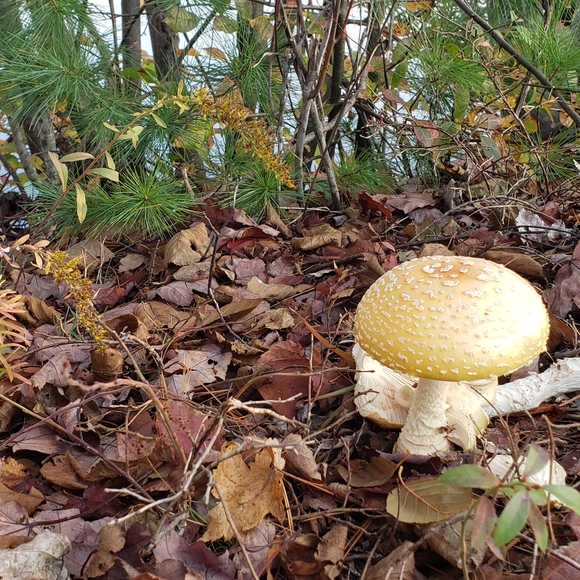 🍂Fall at the feet of Beauty - Picture 11 of 12